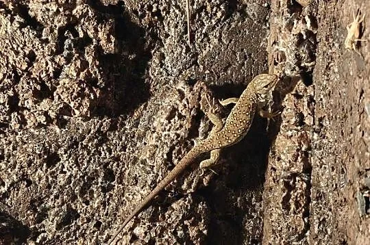 Jaszczurka Perłowa (Timon lepidus) – Piękna i inteligentna, Łódzkie, Łódź