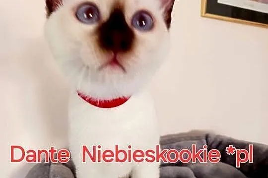 Kocurek syjamski  tajski Dante czekoladowy z hodowli Niebieskookie*pl, Mazowieckie, Miedzna