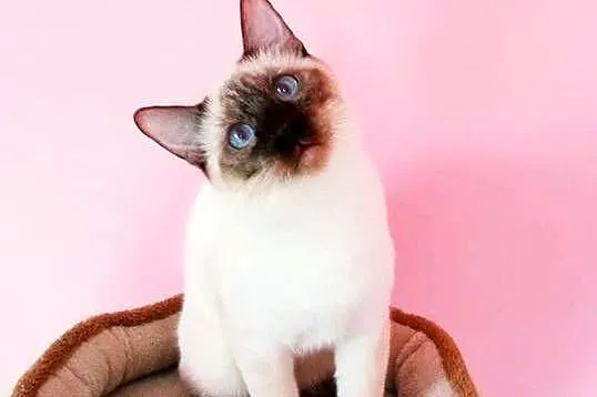 Kocurek syjamski  tajski Dante czekoladowy z hodowli Niebieskookie*pl, Mazowieckie, Miedzna