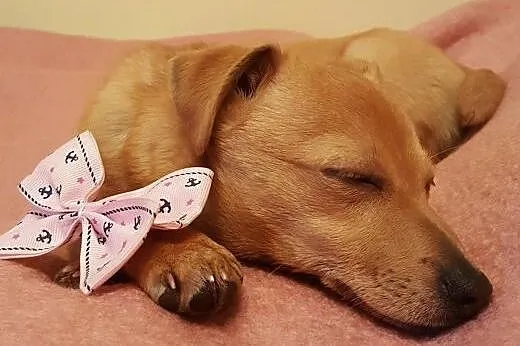 Szczeniak, suczka, 4 miesiące. Przyjacielska, kontaktowa. Adopcja,  świętokrzyskie Kielce