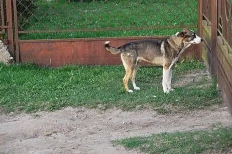 Młody piesek lubiący dzieci poszukuje domku,  mazo