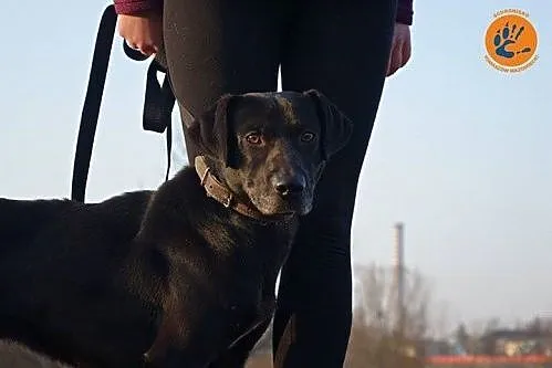 Velvet w typie labradora szuka domu