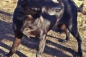 Velvet w typie labradora szuka domu