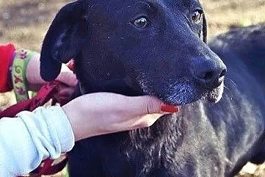 Velvet w typie labradora szuka domu