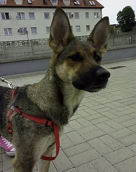 Cudna, uszata, młoda sunia szuka dobrego domu...,