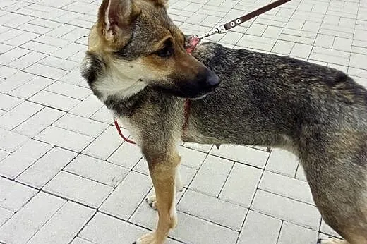 Cudna, uszata, młoda sunia szuka dobrego domu..., 