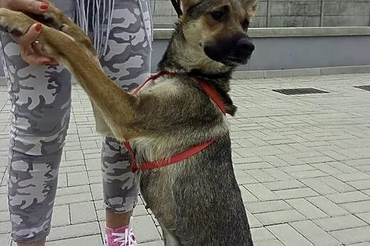 Cudna, uszata, młoda sunia szuka dobrego domu..., 