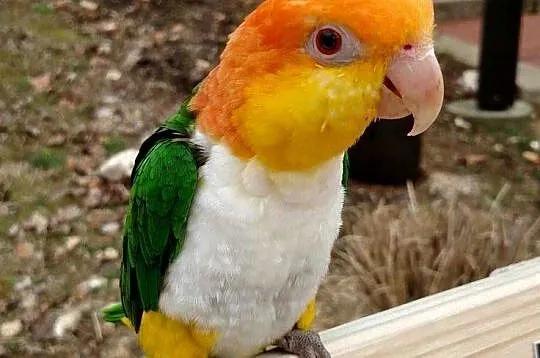 Barwinka Bialobrzucha super oswojona