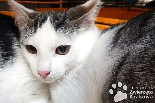 Przepiękne kociaki do adopcji,  małopolskie Kraków