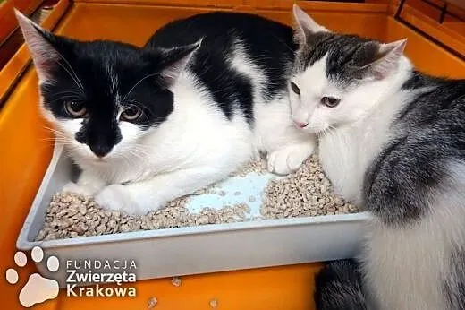 Przepiękne kociaki do adopcji,  małopolskie Kraków