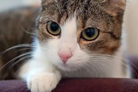 Lilou - pogodna kotka szuka opiekuna na dobre i na złe (Fundacja Agapeanimali),  wielkopolskie Poznań