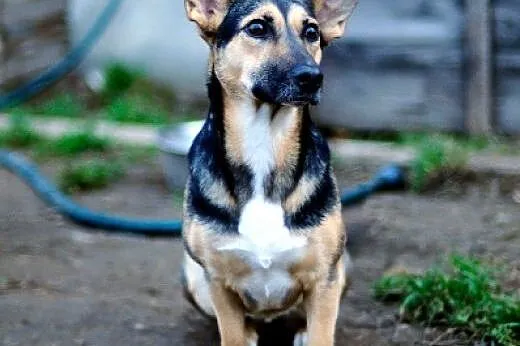 Adoptuj Zoja czeka na nowy dom, daj jej szansę,  P