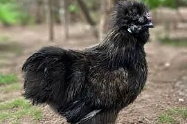 Sprzedam silki koguty