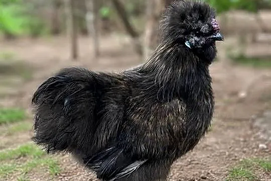 Sprzedam silki koguty, Lubelskie, Hajowniki