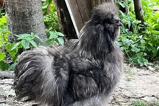 Sprzedam silki koguty, Lubelskie, Hajowniki