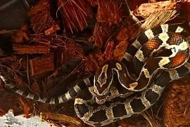 Wąż zbożowy Pantherophis guttatus Aboots okeetee