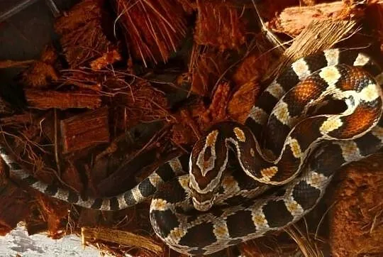 Wąż zbożowy Pantherophis guttatus Aboots okeetee