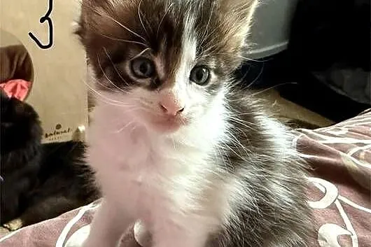 Maine Coon kocięta