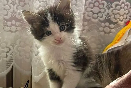 Maine Coon kocięta, Dolnośląskie, Wrocław