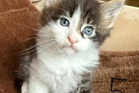 Maine Coon kocięta, Dolnośląskie, Wrocław