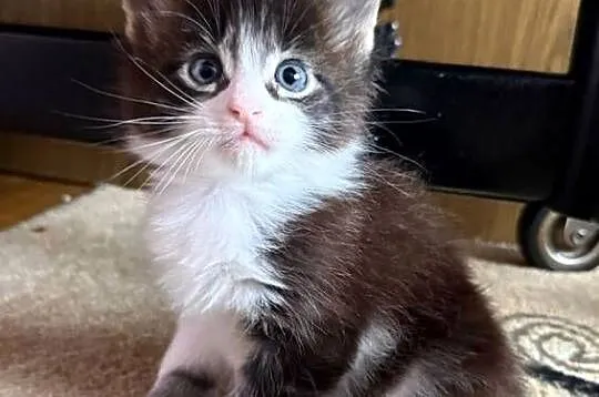 Maine Coon kocięta, Dolnośląskie, Wrocław