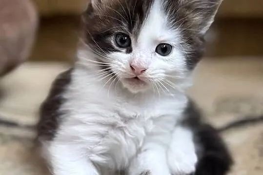 Maine Coon kocięta, Dolnośląskie, Wrocław