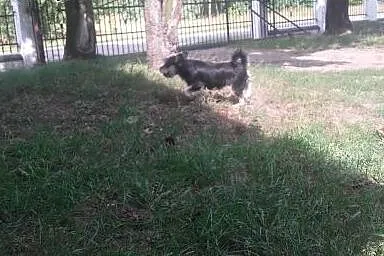 sunia czarnosrebrna,  Pozostałe rasy cała Polska