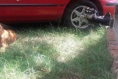 Sunia czarnosrebrna,  Pozostałe rasy cała Polska