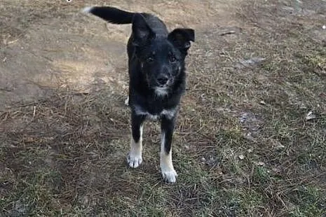 Amelka, 7 miesięczna sunia SZCZENIAK kochający cał