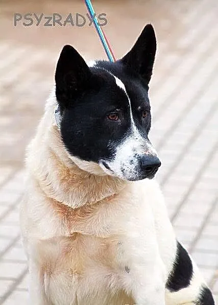 BYRON - duży, pogodny pies do adopcji
