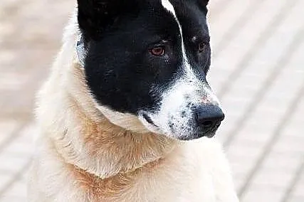 BYRON - duży, pogodny pies do adopcji