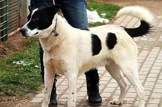 BYRON - duży, pogodny pies do adopcji