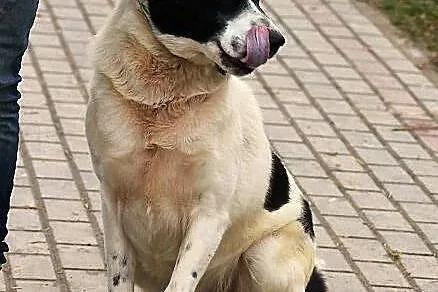 BYRON - duży, pogodny pies do adopcji