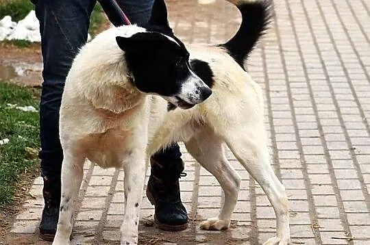 BYRON - duży, pogodny pies do adopcji