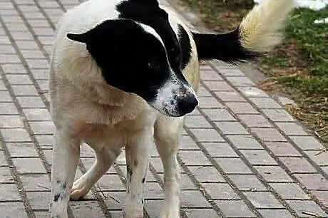 BYRON - duży, pogodny pies do adopcji