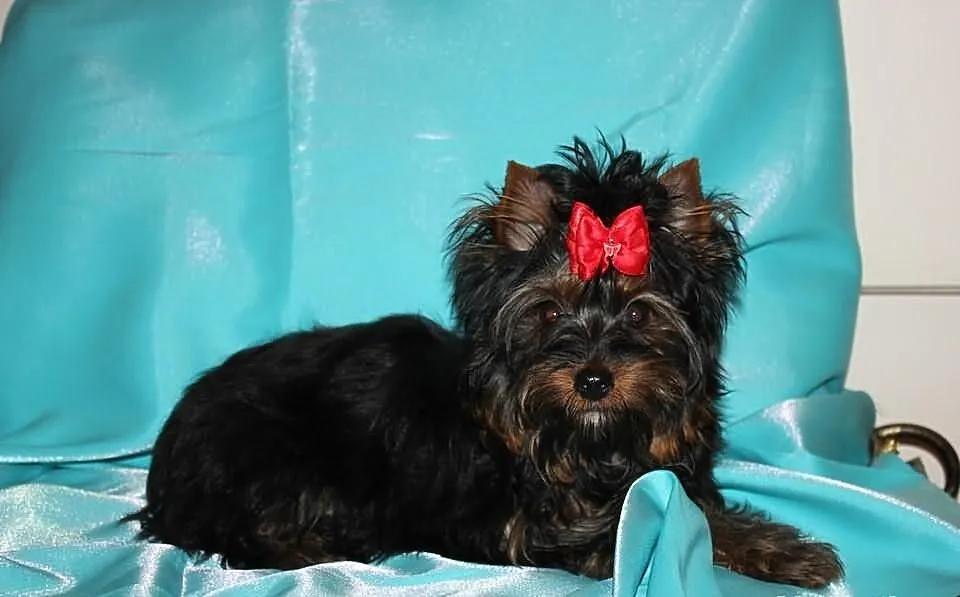 MINI-Piesek -Yorkshire Terrier -Rodzice-Champion-P