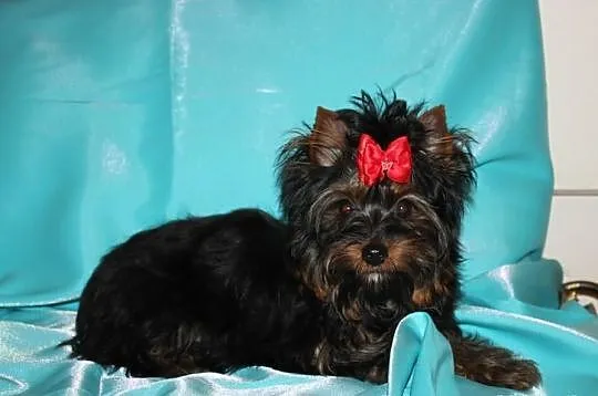 MINI-Piesek -Yorkshire Terrier -Rodzice-Champion-P