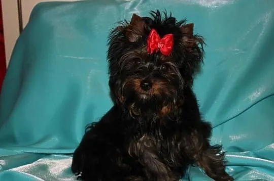 MINI-Piesek -Yorkshire Terrier -Rodzice-Champion-P