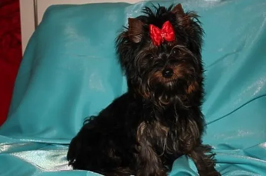 MINI-Piesek -Yorkshire Terrier -Rodzice-Champion-P