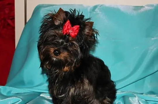 MINI-Piesek -Yorkshire Terrier -Rodzice-Champion-P
