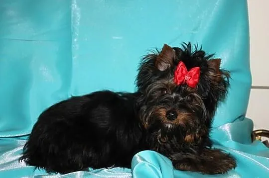 MINI-Piesek -Yorkshire Terrier -Rodzice-Champion-P