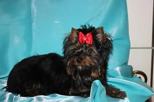 MINI-Piesek -Yorkshire Terrier -Rodzice-Champion-P