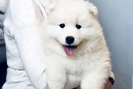Samoyed Szczenięta, Mazowieckie, Siedlce