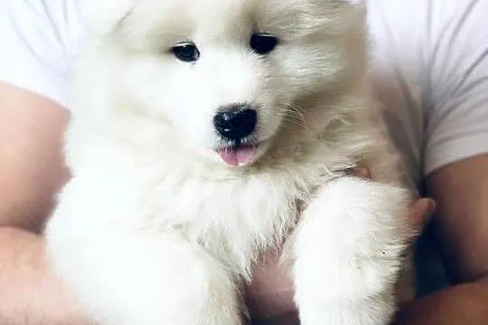 Samoyed Szczenięta, Mazowieckie, Siedlce
