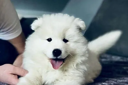 Samoyed Szczenięta, Mazowieckie, Siedlce