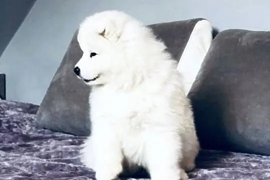 Samoyed Szczenięta, Mazowieckie, Siedlce