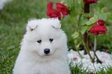 Samoyed Szczenięta, Mazowieckie, Siedlce
