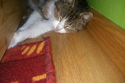 1,5 roczna Freya szuka kochającego domu stałego,  