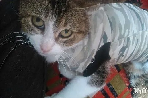 1,5 roczna Freya szuka kochającego domu stałego,  