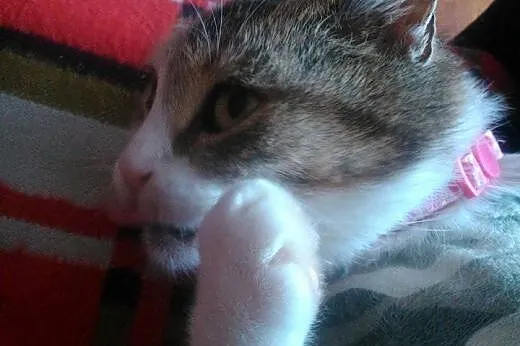 1,5 roczna Freya szuka kochającego domu stałego,  